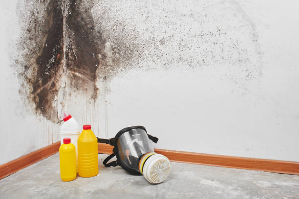 Best Residential Mold Remediation in Coronita, CA