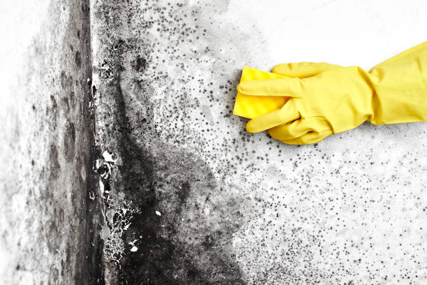 Best Kitchen Mold Remediation in Coronita, CA