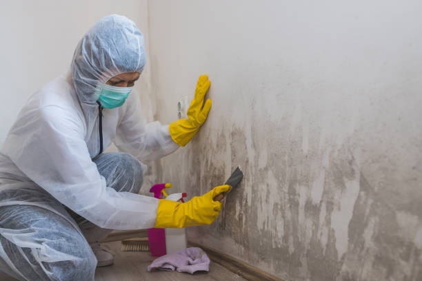 Best Emergency Mold Remediation in Coronita, CA
