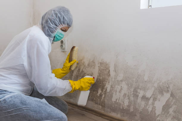 Best Post-Flood Mold Remediation in Coronita, CA