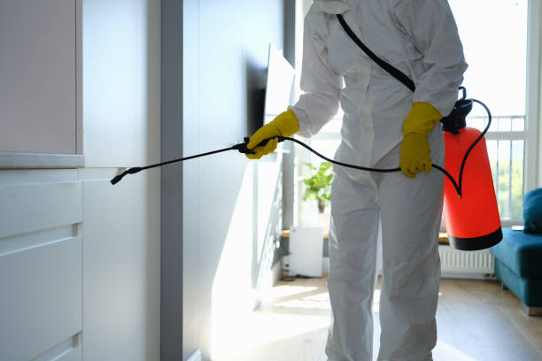 Best Basement Mold Remediation in Coronita, CA