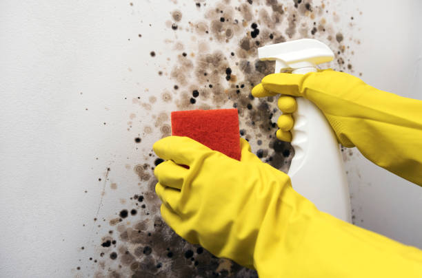 Professional Mold Remediation in Coronita, CA