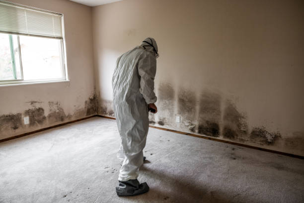 Professional Mold Remediation in Coronita, CA