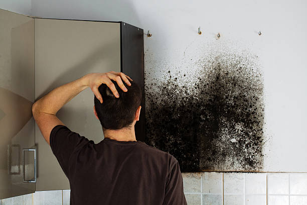 Best Commercial Mold Remediation in Coronita, CA